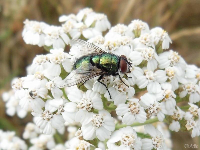Lucilie soyeuse, ou Mouche verte commune (Lucilia sericata), juillet 2022