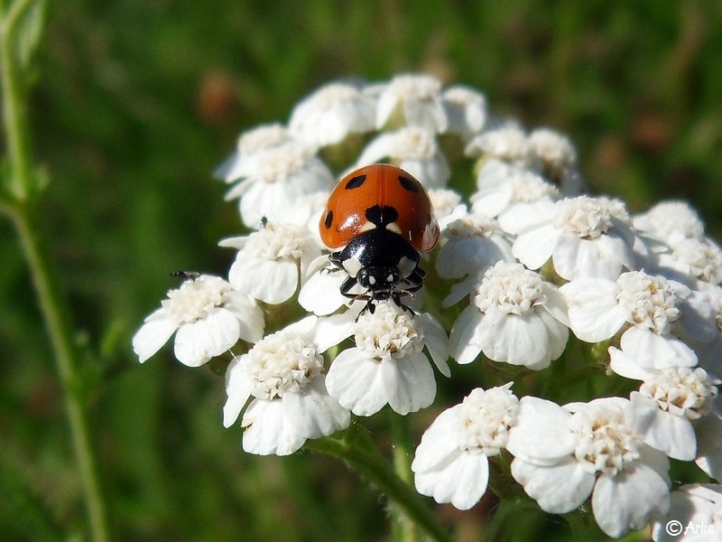 Coccinelle à sept points (Coccinella septempunctata) tout sourire, juillet 2022