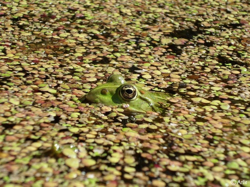 Grenouille rieuse (Pelophylax ridibundus), juillet 2022