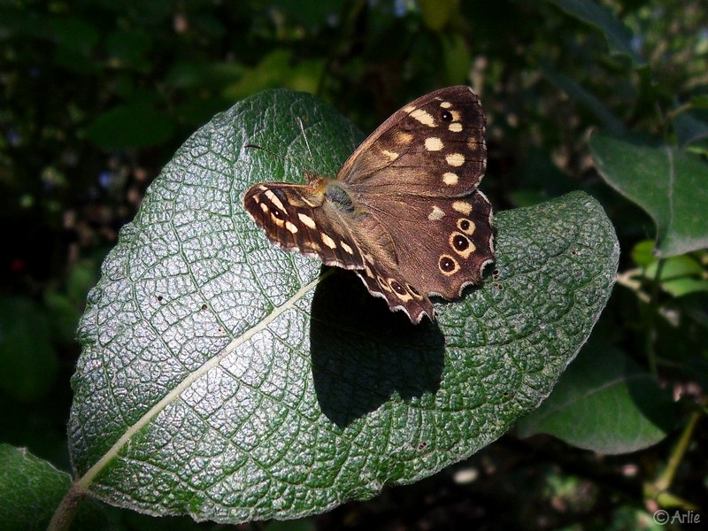 Tircis (Pararge aegeria), juillet 2022