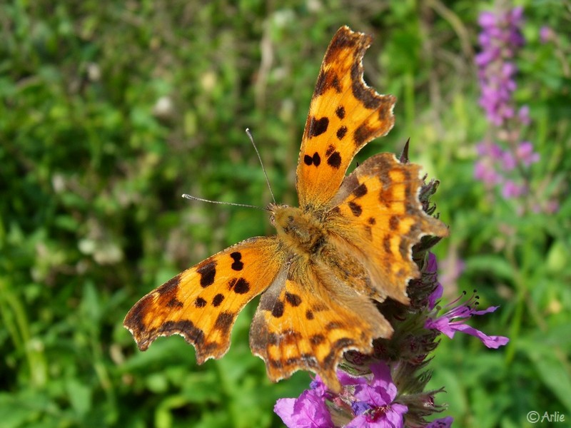 Robert-le-Diable (Polygonia c-album), juillet 2022