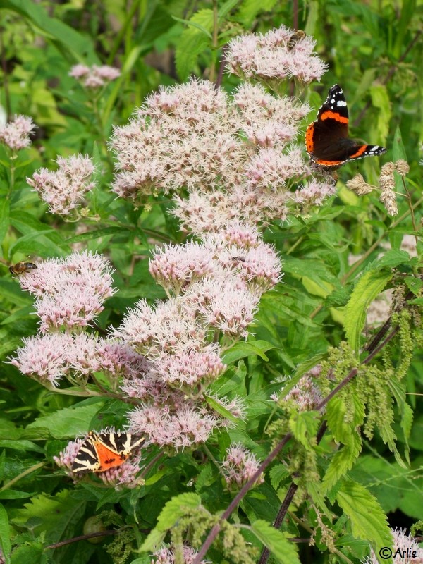 Vanessa Atalanta (en haut à dr.) & Euplagia quadripunctaria (en bas à g.), juillet 2022